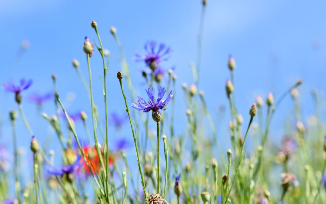 Benvenuti nel nuovo Blog Cosmetica Naturale Bio